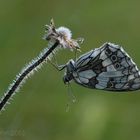 Schachbrett - Melanargia galathea