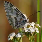 Schachbrett (Melanargia galathea)