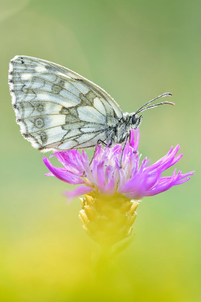 Schachbrett - Melanargia galathea #6