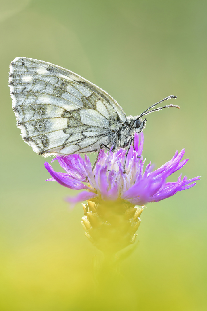 Schachbrett - Melanargia galathea #6