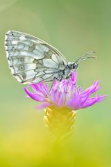 Schachbrett - Melanargia galathea #6