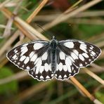 Schachbrett - Melanargia galathea