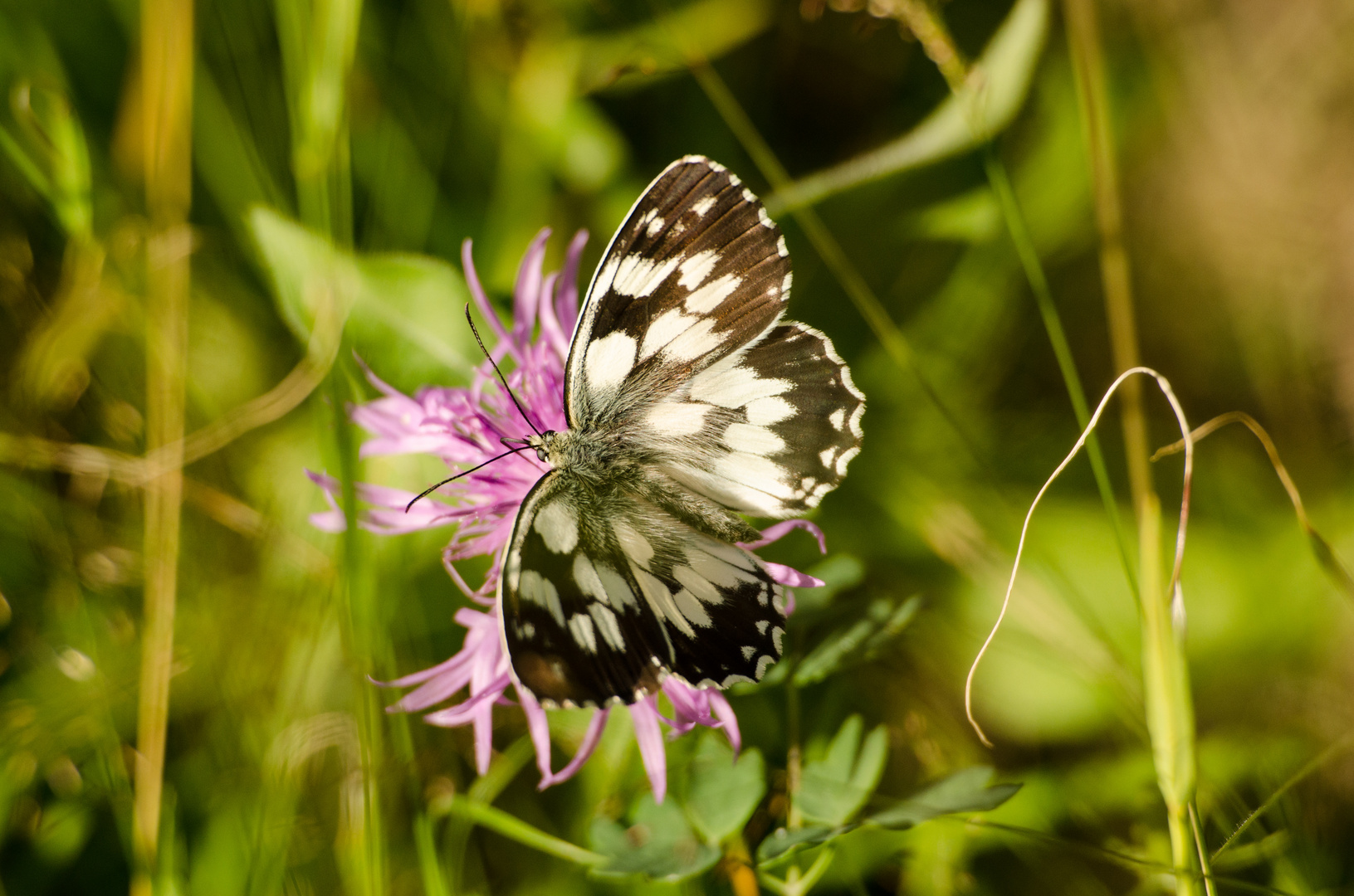 Schachbrett (Melanargia galathea)