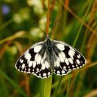 Schachbrett (Melanargia galathea)