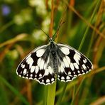 Schachbrett (Melanargia galathea)