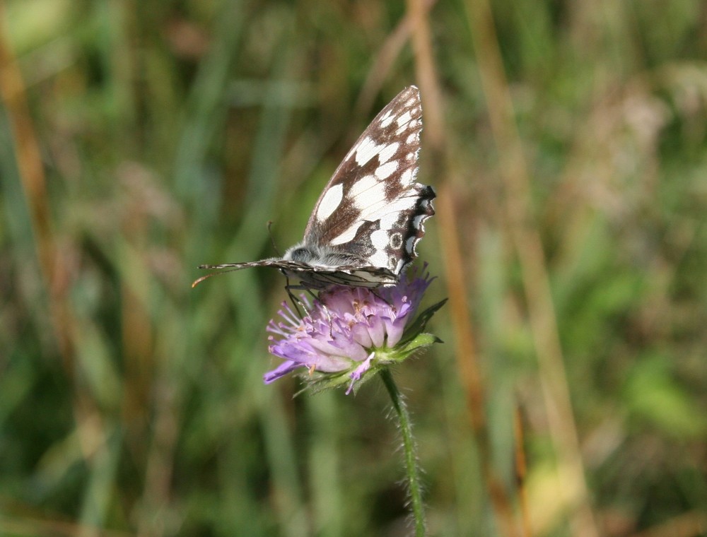 `Schachbrett´ ( Melanargia galathea )