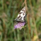 `Schachbrett´ ( Melanargia galathea )