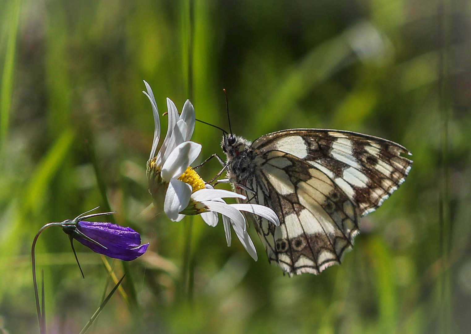 Schachbrett (Melanargia galathea)