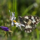 Schachbrett (Melanargia galathea)