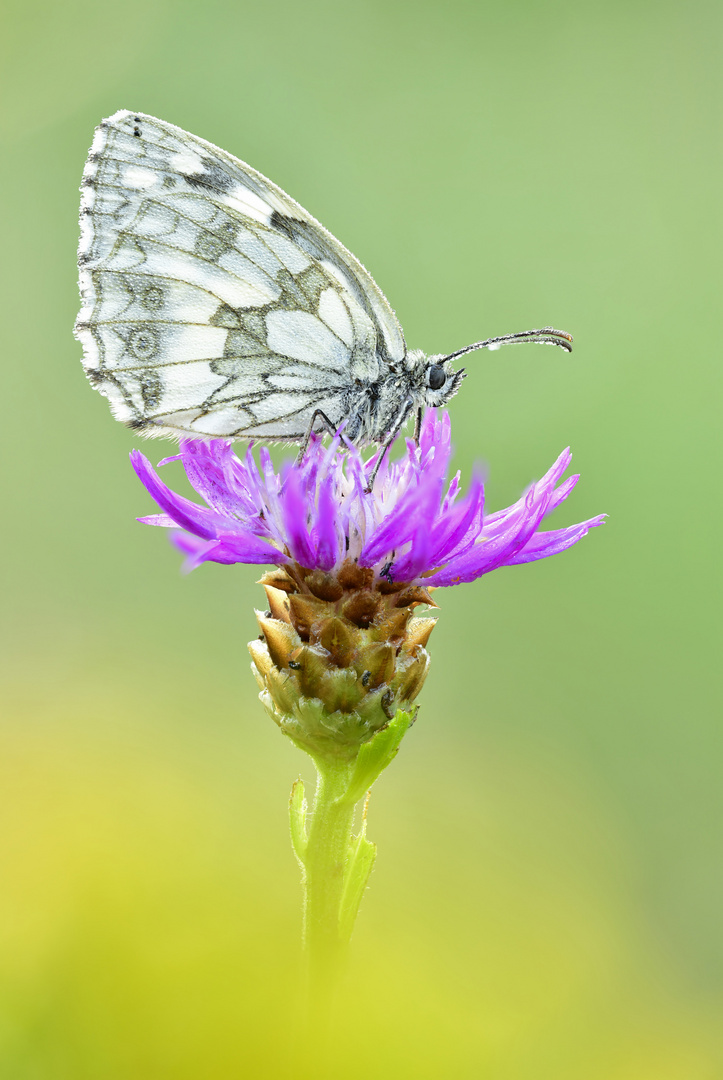 Schachbrett - Melanargia galathea #7