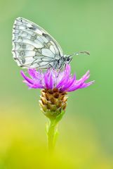 Schachbrett - Melanargia galathea #7