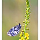 Schachbrett (Melanargia galathea)