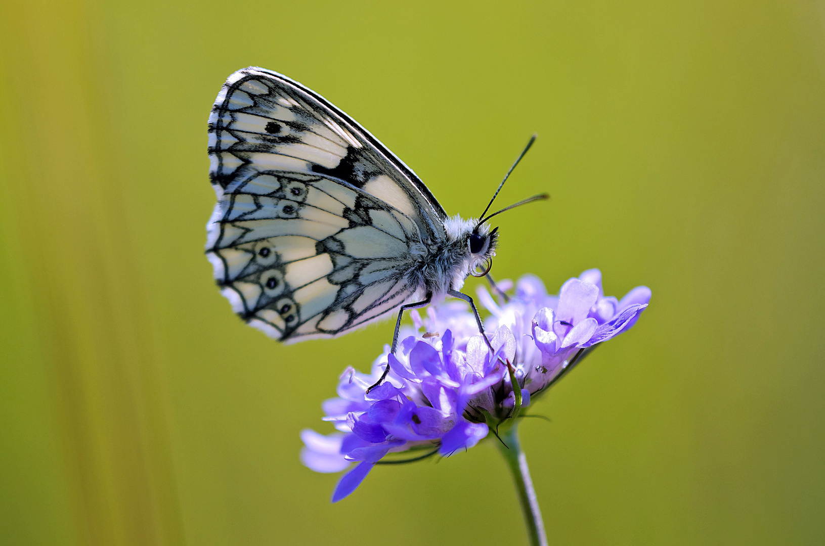 Schachbrett ( Melanargia galathea )