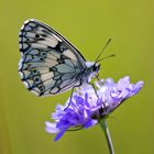 Schachbrett ( Melanargia galathea )