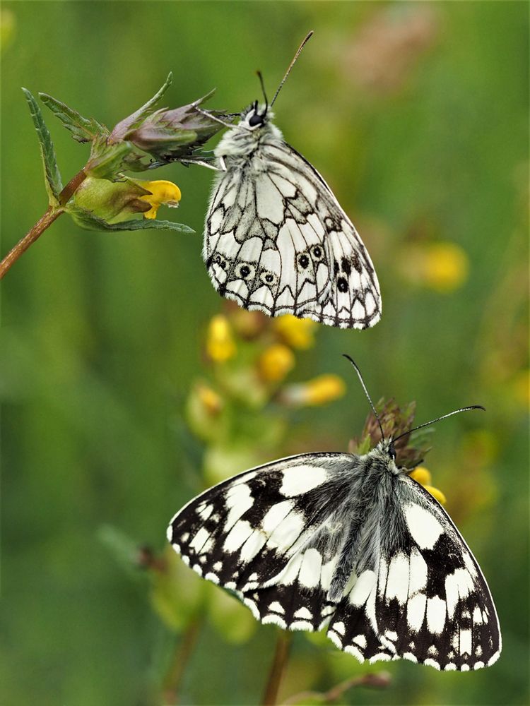 Schachbrett  (Melanargia galathea)