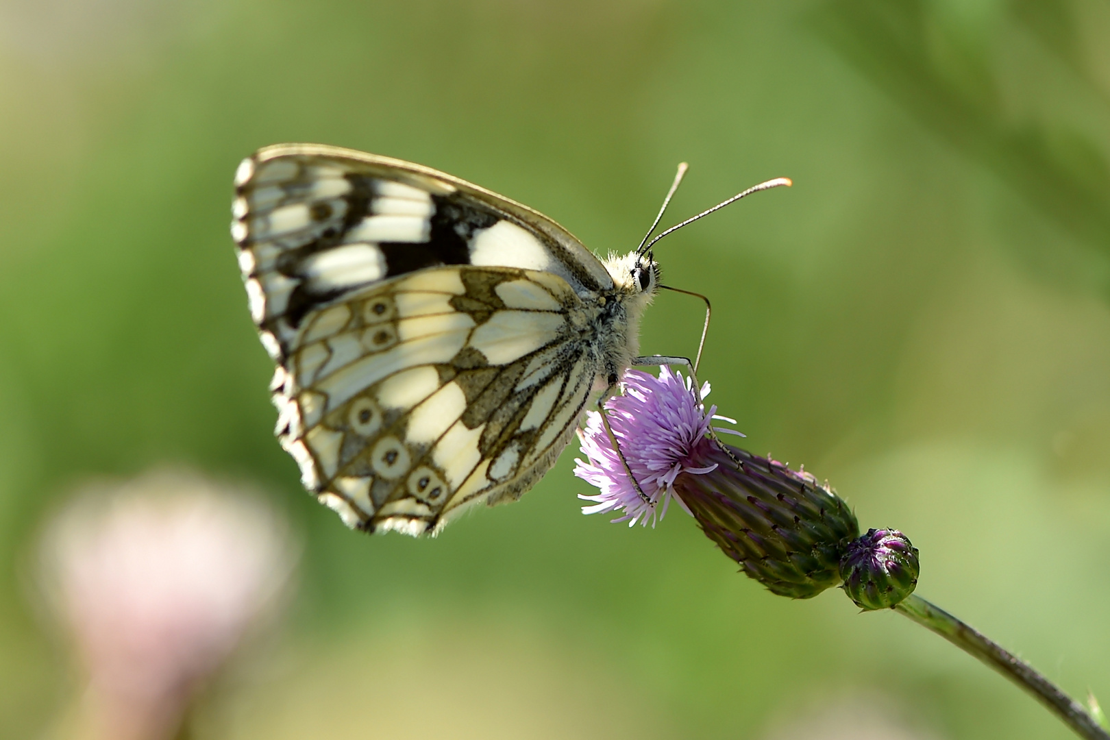 Schachbrett (Melanargia galathea)