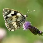 Schachbrett (Melanargia galathea)