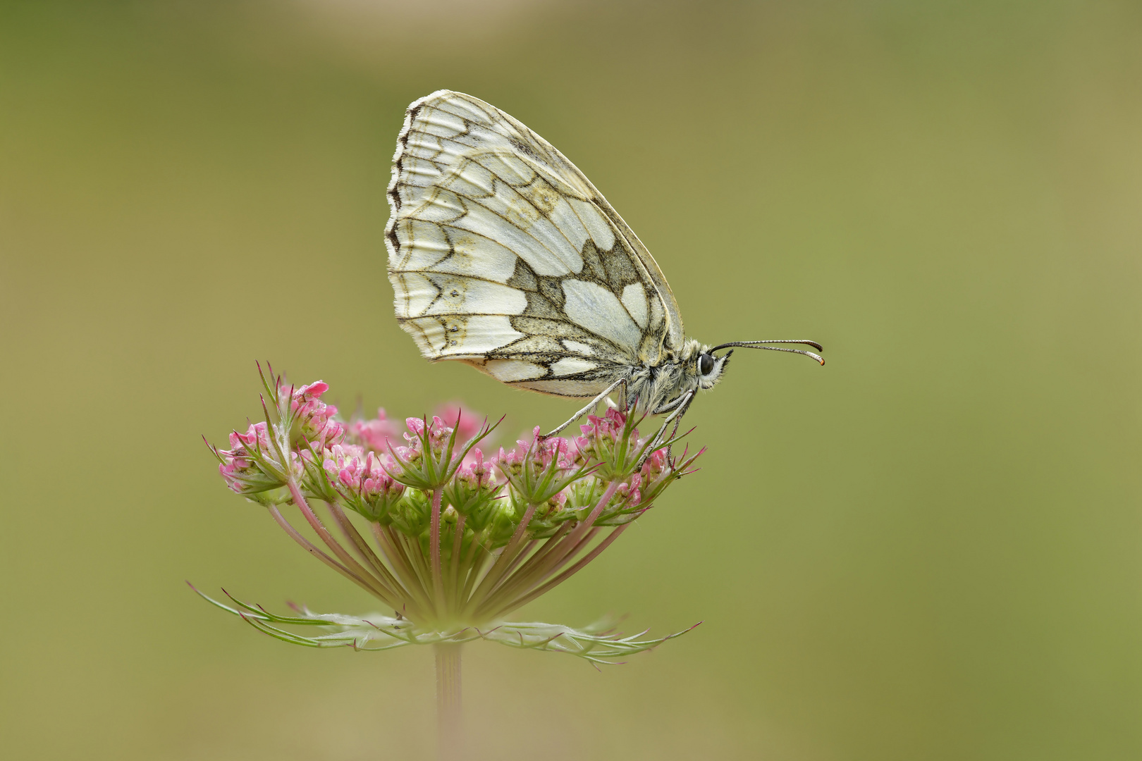 Schachbrett - Melanargia galathea #8