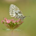 Schachbrett - Melanargia galathea #8