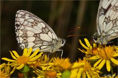 Schachbrett (Melanargia galathea)