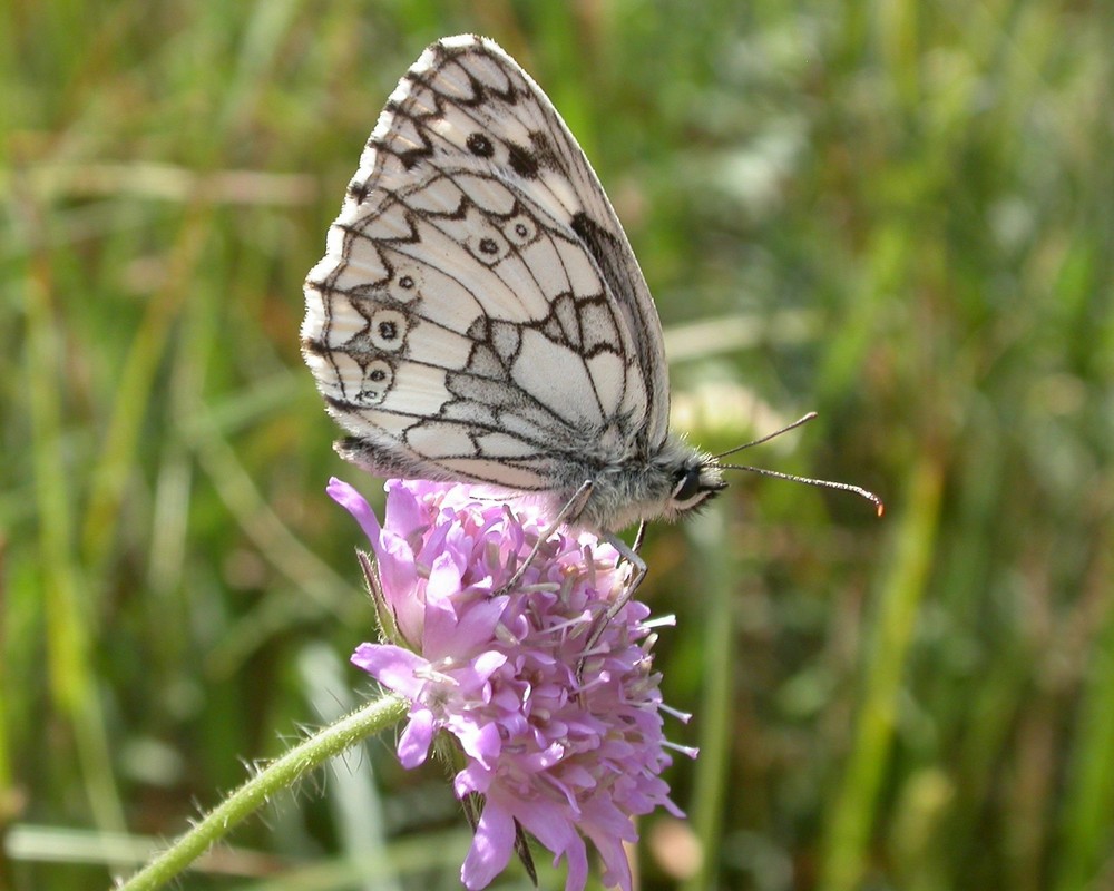 Schachbrett [Melanargia galathea]