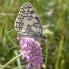 Schachbrett [Melanargia galathea]