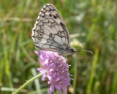 Schachbrett [Melanargia galathea]