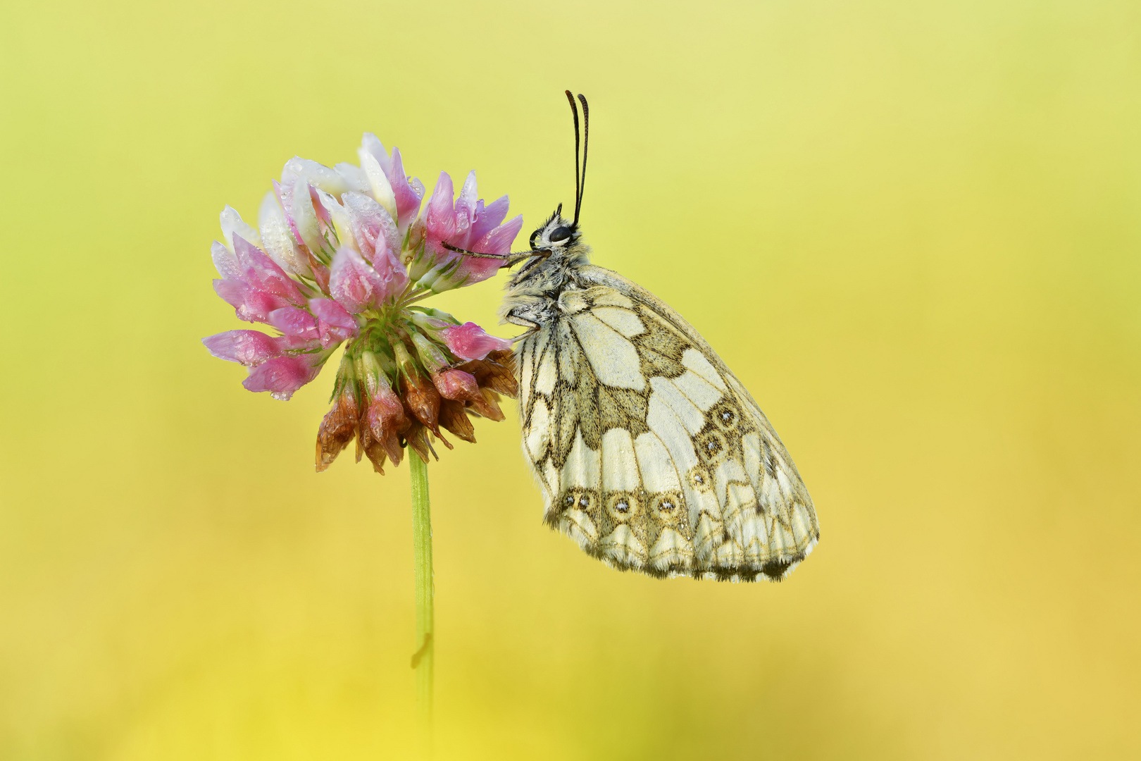 Schachbrett - Melanargia galathea #9