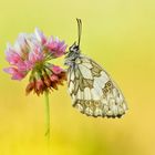 Schachbrett - Melanargia galathea #9