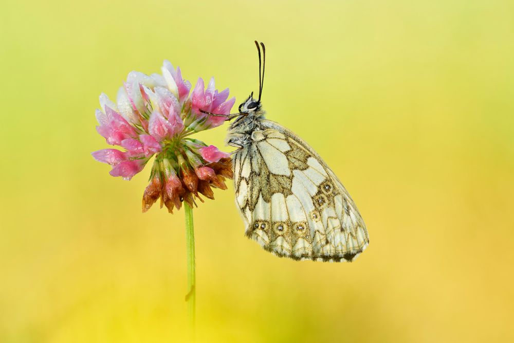 Schachbrett - Melanargia galathea #9