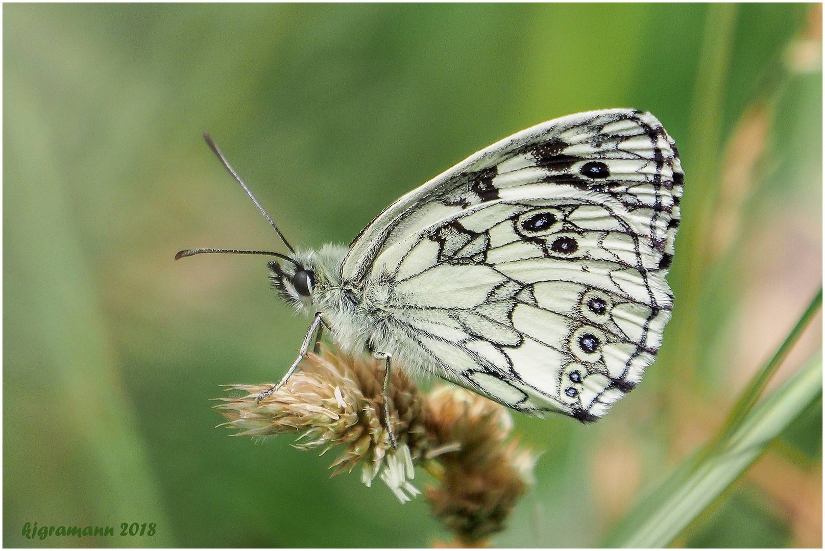 schachbrett (melanargia galathea) .....