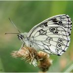 schachbrett (melanargia galathea) .....