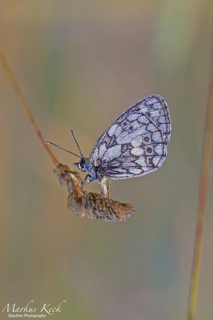 Schachbrett (Melanargia galathea)