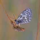 Schachbrett (Melanargia galathea)