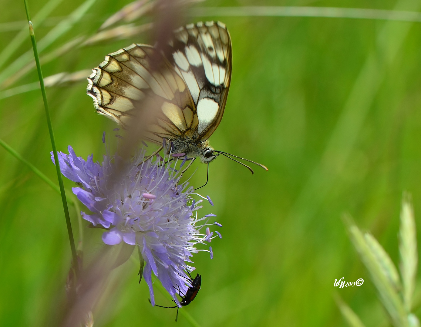 Schachbrett (Melanargia galathea)