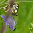 Schachbrett (Melanargia galathea)