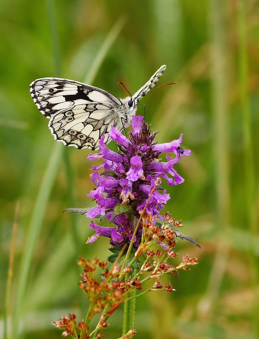 Schachbrett (Melanargia galathea)