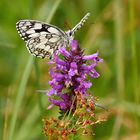 Schachbrett (Melanargia galathea)