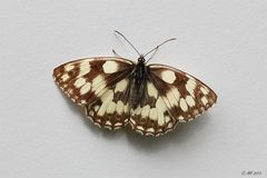 Schachbrett (Melanargia galathea)