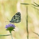 Schachbrett (Melanargia galathea)