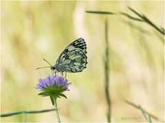 Schachbrett (Melanargia galathea)