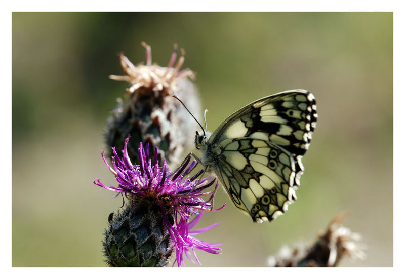 Schachbrett (Melanargia galathea) beim Abendbrot