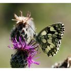 Schachbrett (Melanargia galathea) beim Abendbrot