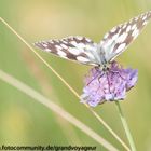 Schachbrett - Melanargia galathea