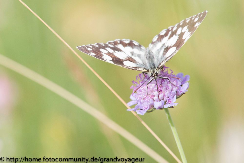 Schachbrett - Melanargia galathea