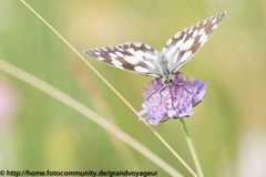 Schachbrett - Melanargia galathea