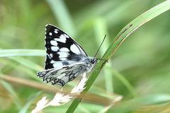 Schachbrett (Melanargia galathea)