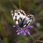 Schachbrett (Melanargia galathea)