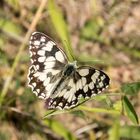 Schachbrett ( Melanargia galathea )