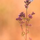 Schachbrett (Melanargia galathea)